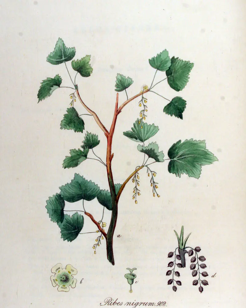 A hand coloured plate of the blackcurrant, a woody branch bearing lobed and toothed leaves with drooping sprays of small greenish flowers, and a flower, a young fruit and a truss of ripe black berries drawn separately below.