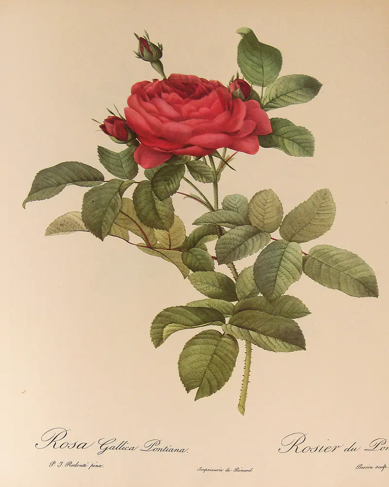 A hand coloured stipple engraving of a garden rose in flower, one full crimson bloom open above two tight buds on an arching prickled stem set with pinnate leaves of toothed oval leaflets.