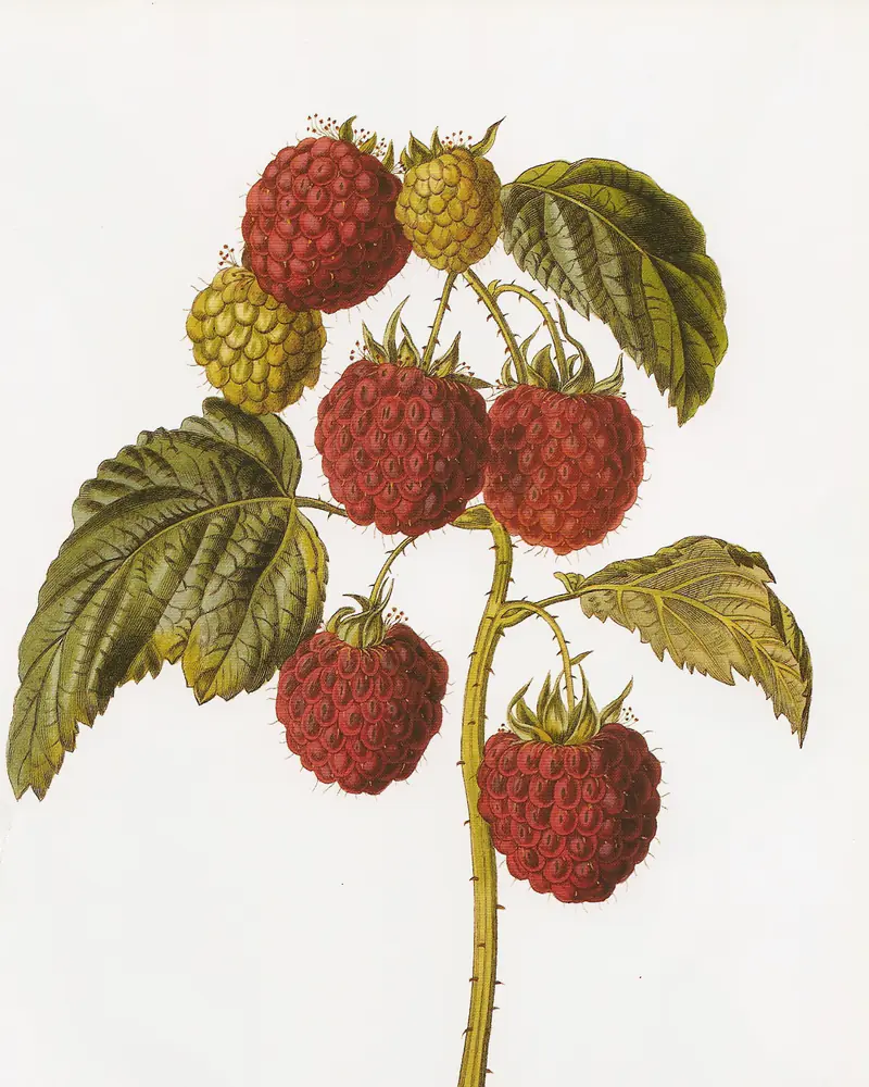 A hand coloured engraving of Rubus idaeus showing a prickly cane with coarsely toothed leaves and a cluster of ripe red and unripe yellow raspberries.