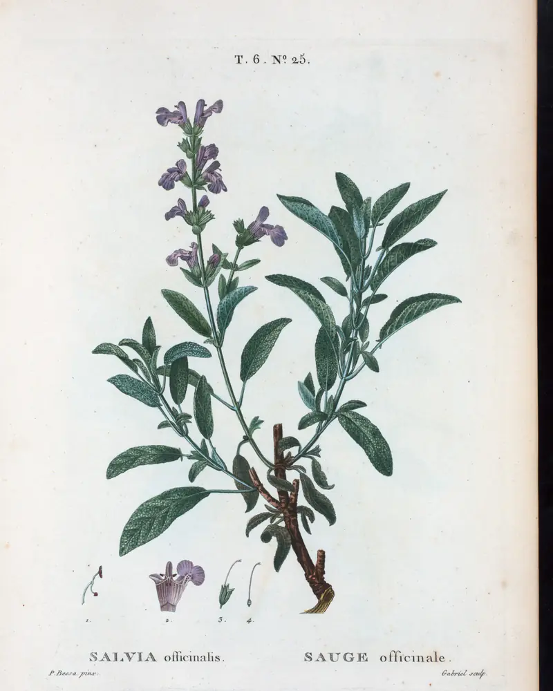A hand coloured engraving of garden sage, a low woody shrub with grey-green oval leaves of pebbled texture, in flower with a spike of hooded violet blooms and a single flower opened out below.