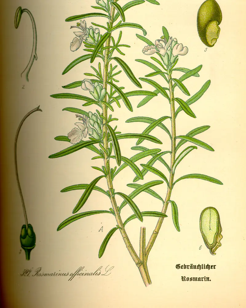 A hand coloured plate of rosemary showing the needle leaves and the pale blue flowers.