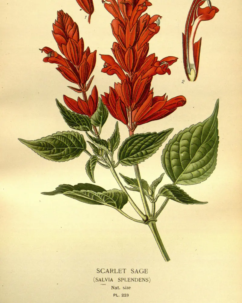 A hand coloured plate of scarlet sage in full flower, upright spikes of tubular scarlet blooms set in scarlet bracts above pointed toothed leaves, with two single flowers drawn enlarged beside the stem.