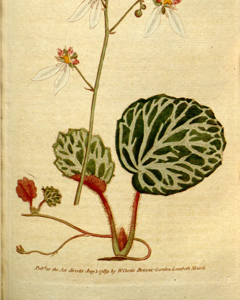A hand coloured plate of Saxifraga stolonifera showing rounded leaves veined in white on red hairy stalks, thread like runners carrying a young plantlet, and a spray of white flowers with two long lower petals.