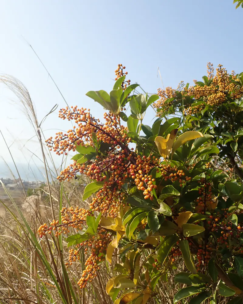 A photograph of a dwarf umbrella tree growing as a spreading shrub in the open, its glossy leaves splayed into fingers of oval leaflets and its branch tips loaded with sprays of small orange fruit.