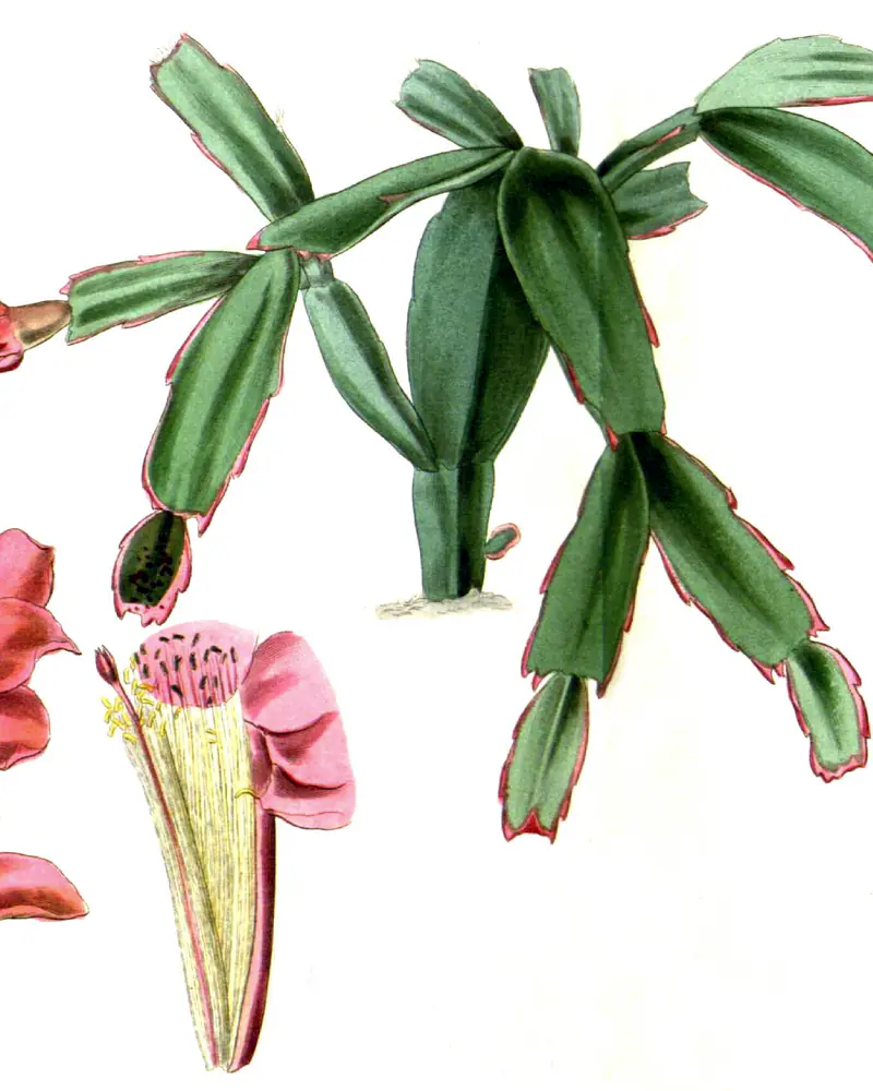 A hand coloured plate of Schlumbergera truncata showing the flat jointed stems and a red flower.
