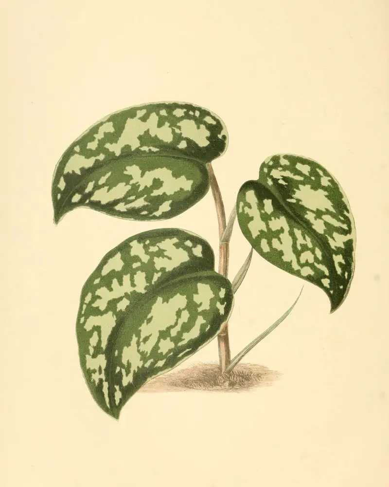 A hand coloured plate of satin pothos, three heart-shaped leaves marbled with silver on a slender climbing stem, shown in leaf only with no flowers.