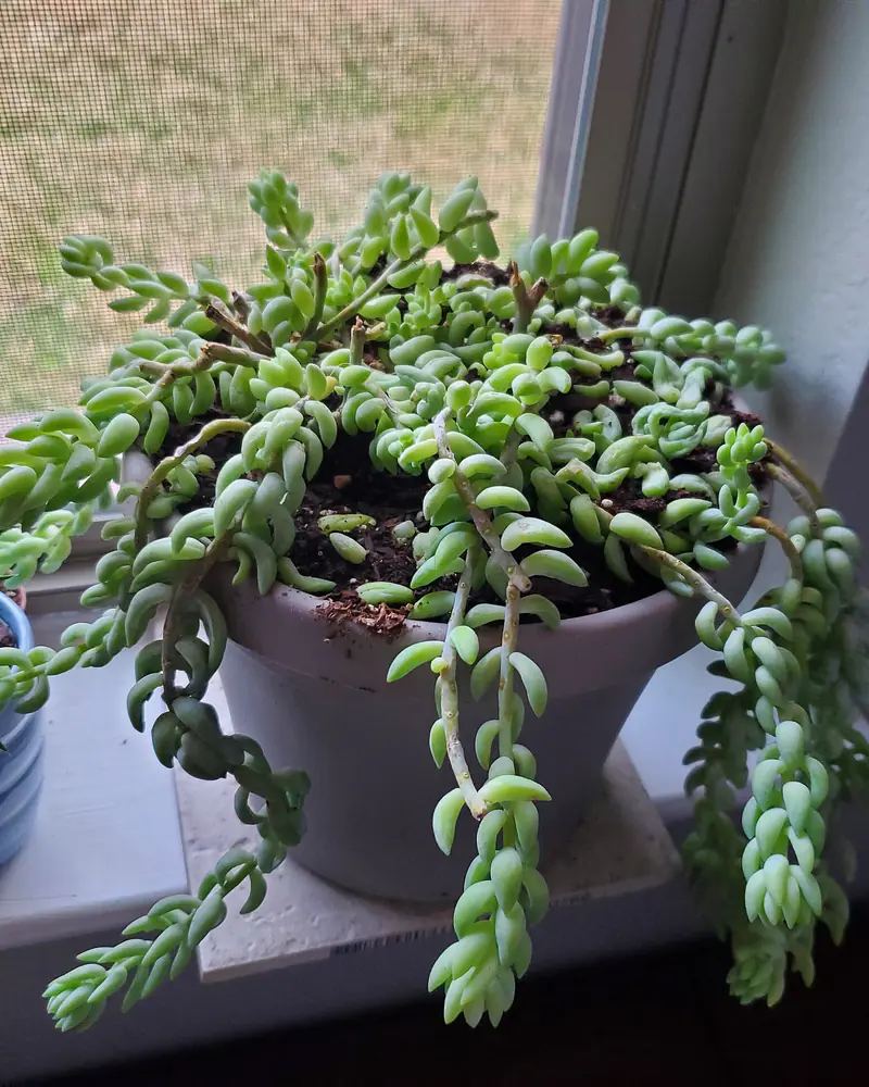A photograph of a potted burro's tail on a windowsill, its trailing stems packed with plump blue green leaves spilling over the rim of the pot, not in flower.