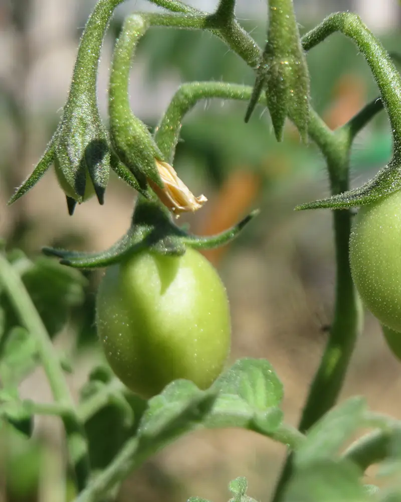 A photograph of a tomato plant carrying a truss of green fruit.