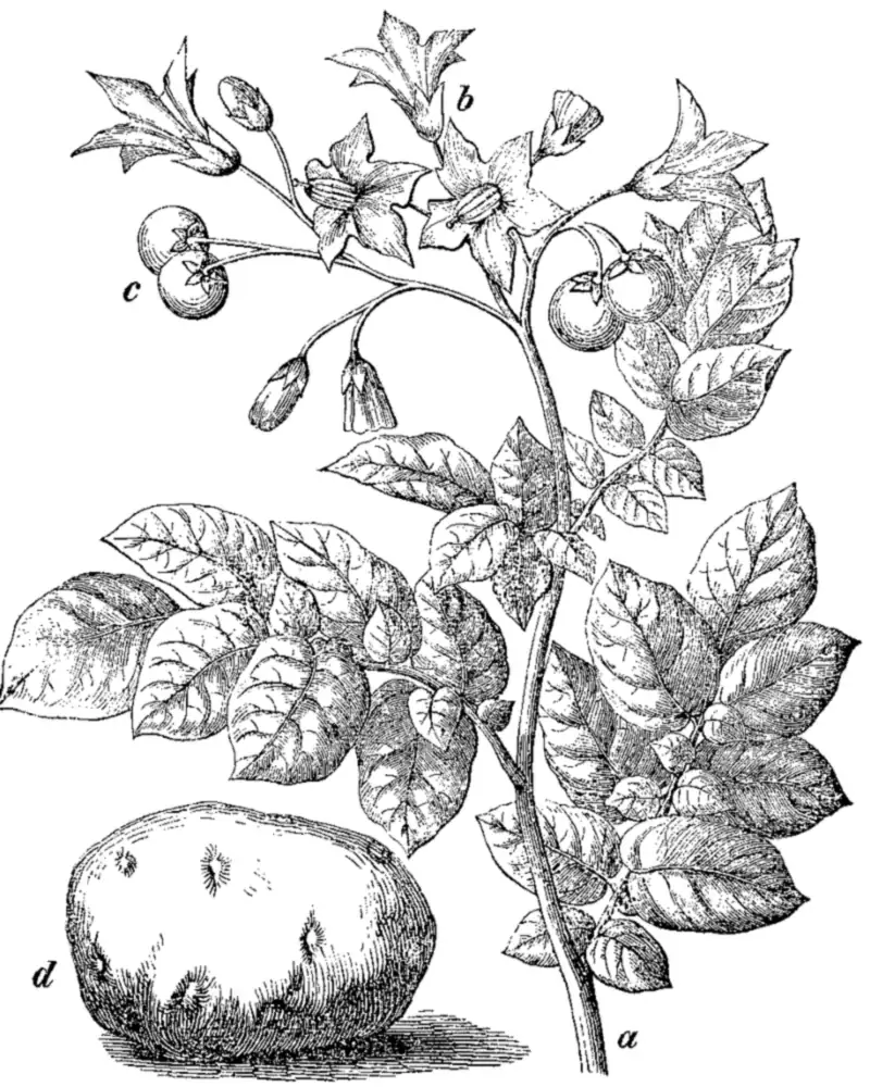 A black and white engraving of a potato plant showing a leafy stem with large pinnate leaves, nodding star shaped flowers, round green berries and a single tuber below.