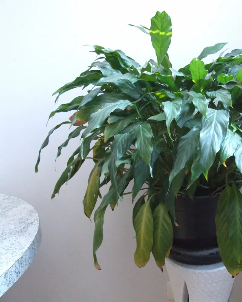 A photograph of a Spathiphyllum wallisii in a pot, with several white spathes above the leaves.