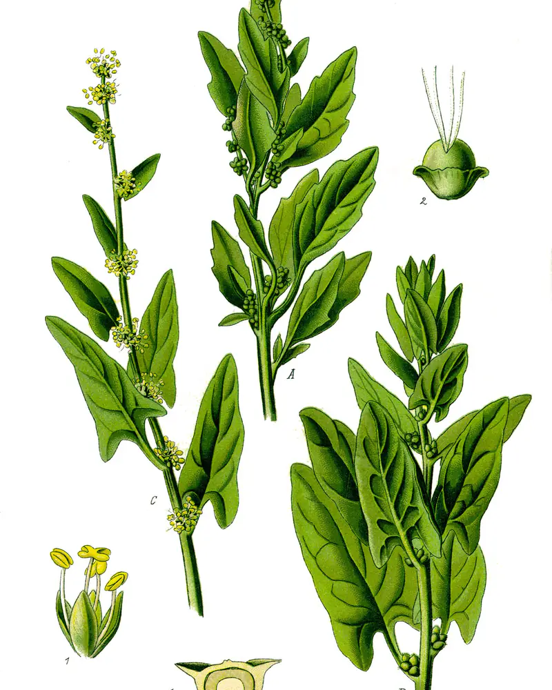 A hand coloured plate of spinach showing upright leafy shoots with broad arrow shaped leaves, a stem carrying clusters of small green flowers, and enlarged details of the flower and the seed.