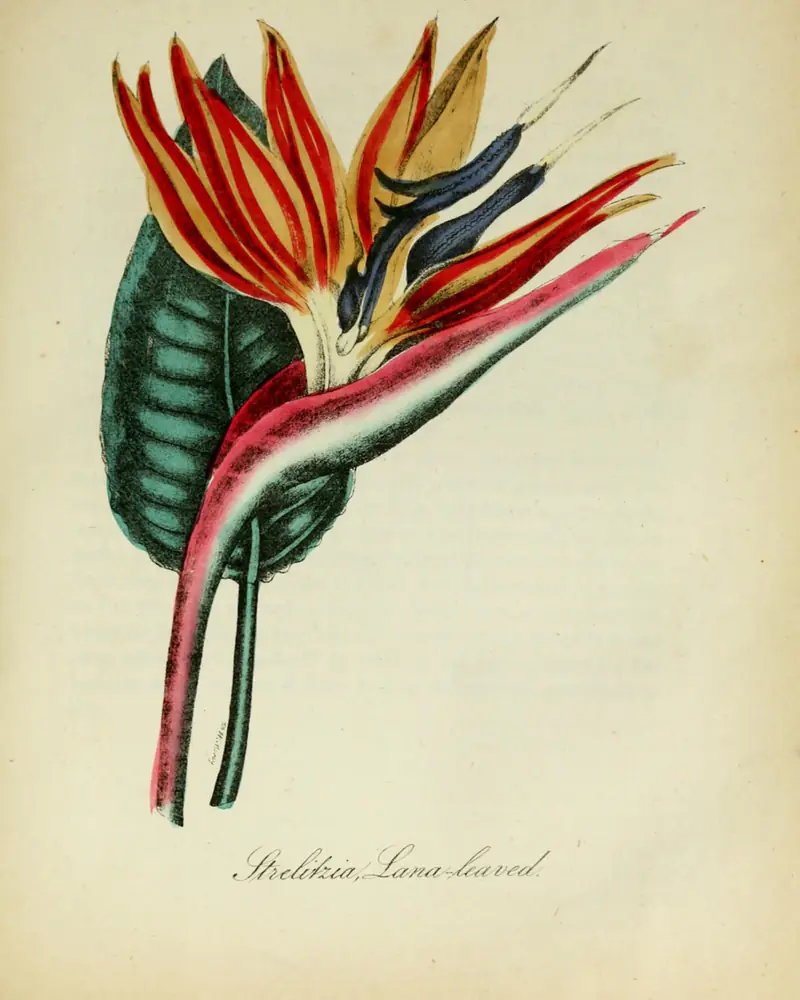 A hand coloured plate of Strelitzia reginae showing the orange and blue flower emerging from its bract.
