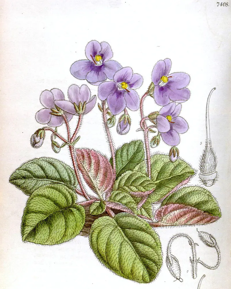 A hand coloured plate of the African violet, published as Saintpaulia ionantha, showing the violet flowers over hairy leaves.