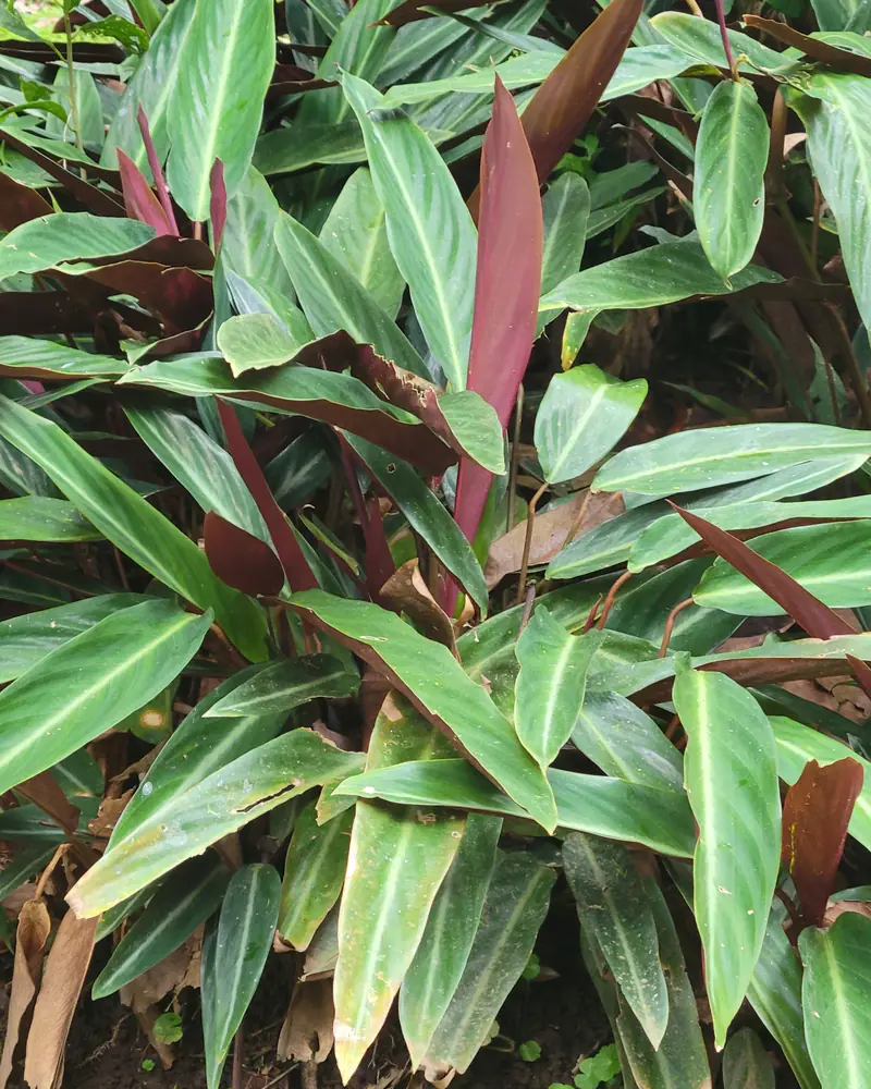 A photograph of a clump of stromanthe with upright lance shaped leaves, glossy green with a pale midrib above and deep wine red beneath, not in flower.