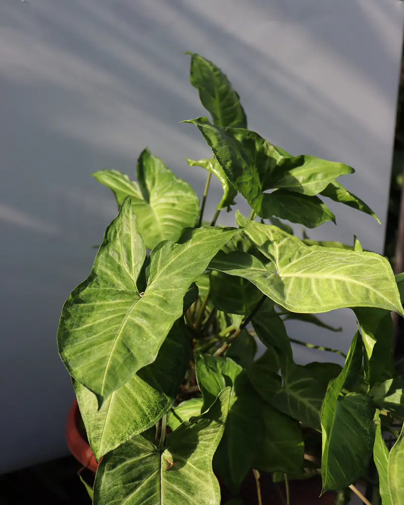 A photograph of an arrowhead vine in a clay pot, its arrow shaped leaves marked with pale veins and held on long upright stalks.