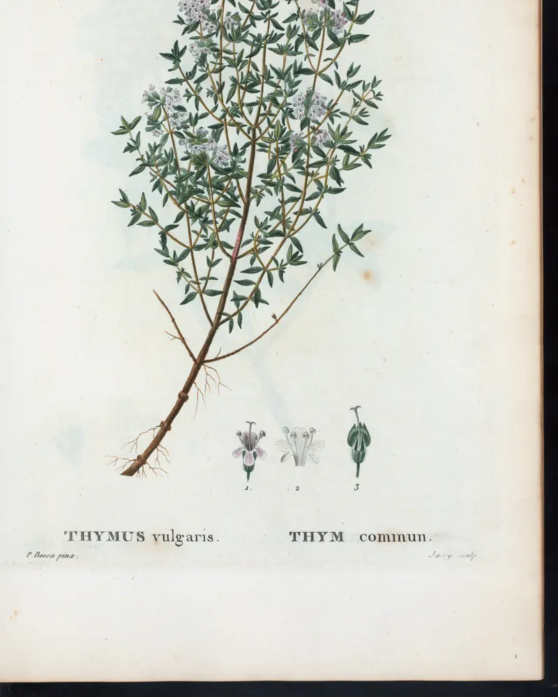 A hand coloured plate of common thyme showing a low woody sprig with many fine branches, tiny narrow leaves and clusters of pale mauve flowers at the shoot tips, with three enlarged flower details beneath.