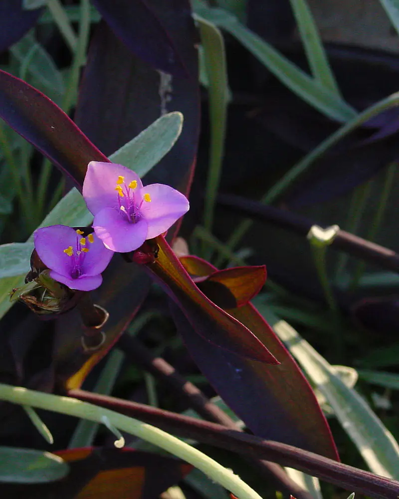 A photograph of purple heart in flower, its sprawling stems carrying deep purple lance shaped leaves and two three petalled pink flowers with bright yellow stamens.