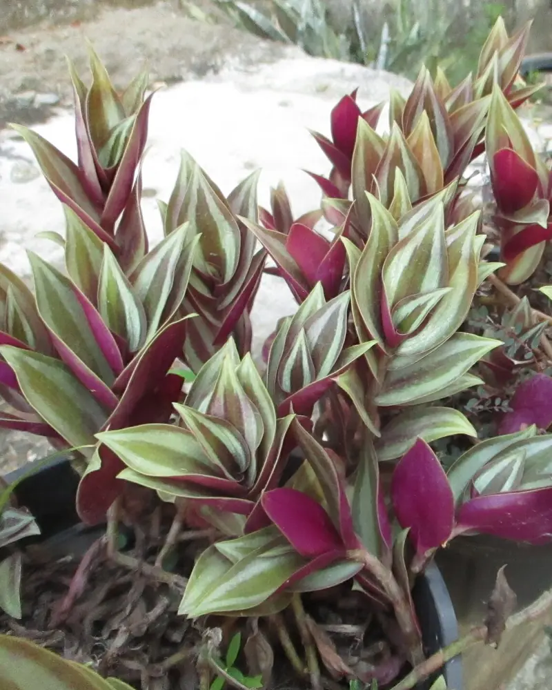 A photograph of a spreading mat of inch plant, its fleshy stems set with pointed oval leaves striped silver and green above and flushed deep purple beneath, not in flower.