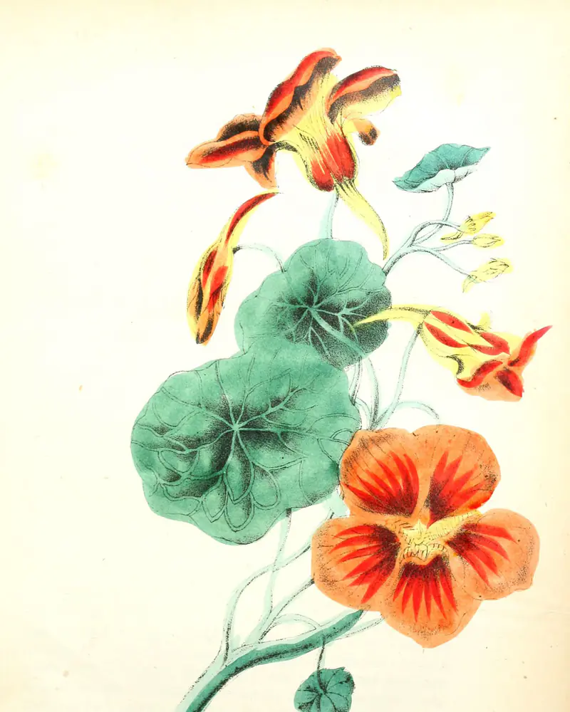 A hand coloured plate of nasturtium showing a trailing stem with round shield shaped leaves and long spurred flowers in orange and red, some fully open and others still in bud.
