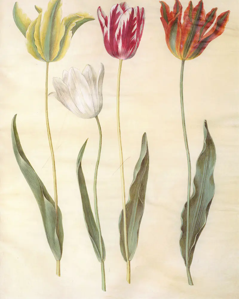 A hand coloured plate of four garden tulips in flower, each a single cup shaped bloom on an upright stem above broad grey green strap shaped leaves, feathered and striped in yellow, white, crimson and red.