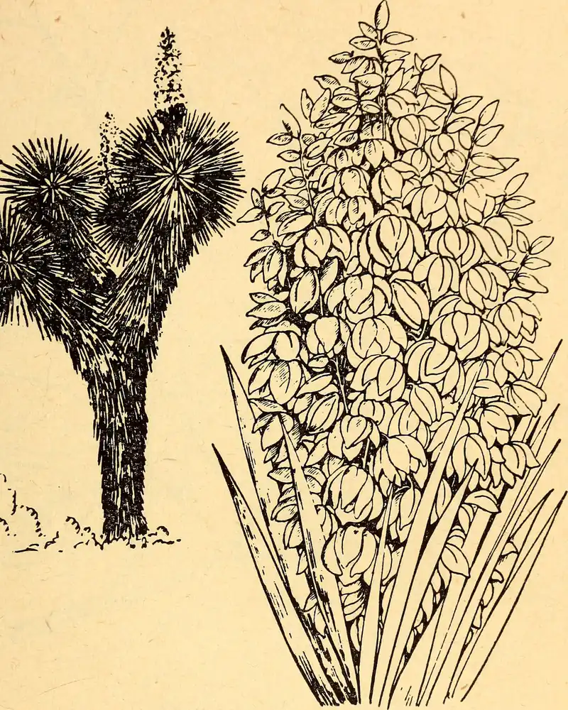 A black and white line engraving of a tree yucca showing a stout branching trunk topped with rosettes of strap shaped leaves, beside a large detail of the dense drooping flower panicle rising from stiff pointed foliage.