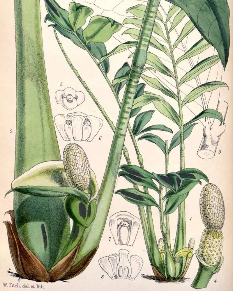 A hand coloured plate of Zamioculcas zamiifolia showing the glossy leaflets and the pale spathe.